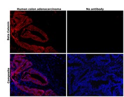 Invitrogen beta Catenin Monoclonal Antibody (15B8), PE, eBioscience , Invitrogen
