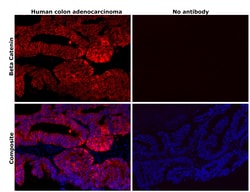 Invitrogen beta Catenin Monoclonal Antibody (15B8), PE, eBioscience , Invitrogen