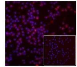Rat IgG2a kappa Isotype Control (eBR2a), PE, eBioscience , Invitrogen:Antibodies:Isotype