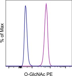 O-GlcNAc Monoclonal Antibody (RL2), PE, eBioscience , Invitrogen:Antibodies:Primary