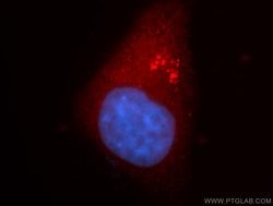 VPS45 Rabbit anti-Human, Mouse, Rat, Polyclonal, Proteintech 20 &mu;L;