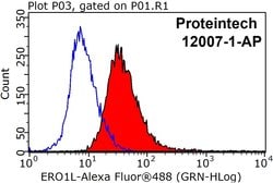 ERO1L Rabbit anti-Human, Mouse, Rat, Polyclonal, Proteintech:Antibodies:Primary