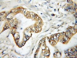 ERO1L Rabbit anti-Human, Mouse, Rat, Polyclonal, Proteintech:Antibodies:Primary
