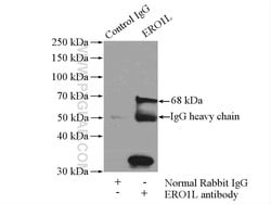 ERO1L Rabbit anti-Human, Mouse, Rat, Polyclonal, Proteintech:Antibodies:Primary