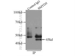 SMYD3 Rabbit anti-Human, Mouse, Rat, Polyclonal, Proteintech:Antibodies:Primary