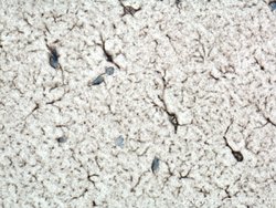 NDRG2 Rabbit anti-Human, Mouse, Rat, Polyclonal, Proteintech 150 &mu;L;