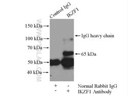 IKZF1 Rabbit anti-Human, Mouse, Rat, Polyclonal, Proteintech:Antibodies:Primary