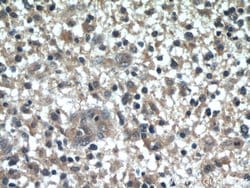 WBP2 Rabbit anti-Human, Mouse, Rat, Polyclonal, Proteintech:Antibodies:Primary
