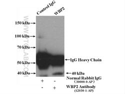 WBP2 Rabbit anti-Human, Mouse, Rat, Polyclonal, Proteintech:Antibodies:Primary