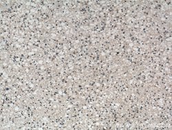 KCNIP3 Rabbit anti-Human, Mouse, Polyclonal, Proteintech 150 &mu;L; Unconjugated:Antibodies,