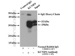 KCNIP3 Rabbit anti-Human, Mouse, Polyclonal, Proteintech 150 &mu;L; Unconjugated:Antibodies,