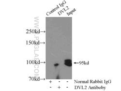 DVL2 Rabbit anti-Human, Mouse, Polyclonal, Proteintech:Antibodies:Primary