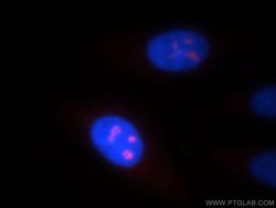 NOL8 Rabbit anti-Human, Mouse, Rat, Polyclonal, Proteintech:Antibodies:Primary