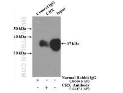 CRX Rabbit anti-Human, Mouse, Rat, Polyclonal, Proteintech 20 &mu;L; Unconjugated:Antibodies,