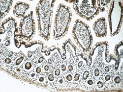 PSMD3 Rabbit anti-Human, Mouse, Rat, Polyclonal, Proteintech:Antibodies:Primary