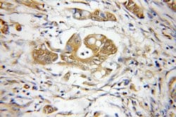 PSMD3 Rabbit anti-Human, Mouse, Rat, Polyclonal, Proteintech:Antibodies:Primary