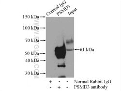 PSMD3 Rabbit anti-Human, Mouse, Rat, Polyclonal, Proteintech:Antibodies:Primary