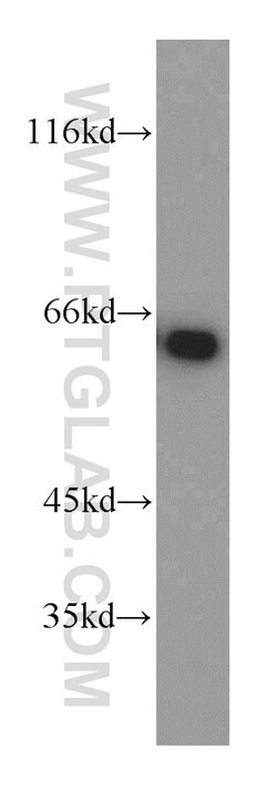 PSMD3 Rabbit anti-Human, Mouse, Rat, Polyclonal, Proteintech:Antibodies:Primary