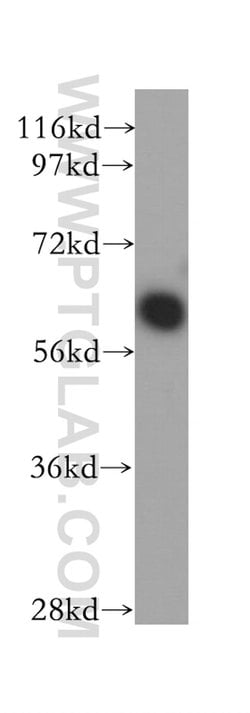 PSMD3 Rabbit anti-Human, Mouse, Rat, Polyclonal, Proteintech:Antibodies:Primary