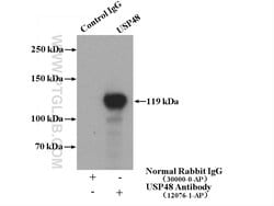 USP48 Rabbit anti-Human, Mouse, Rat, Polyclonal, Proteintech:Antibodies:Primary