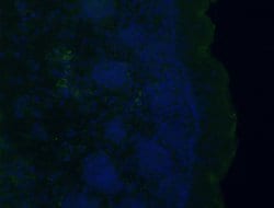 G0S2 Rabbit anti-Human, Mouse, Polyclonal, Proteintech 150 &mu;L; Unconjugated:Antibodies,