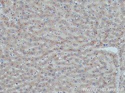 G0S2 Rabbit anti-Human, Mouse, Polyclonal, Proteintech 150 &mu;L; Unconjugated:Antibodies,