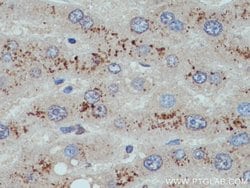 G0S2 Rabbit anti-Human, Mouse, Polyclonal, Proteintech 150 &mu;L; Unconjugated:Antibodies,