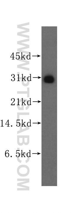 FKBP7 Rabbit anti-Human, Mouse, Rat, Polyclonal, Proteintech:Anticorps:Anticorps