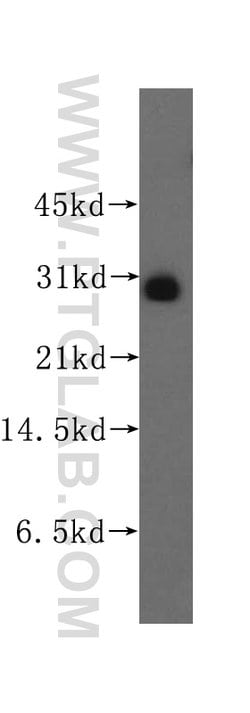Proteintech FKBP7 Rabbit anti-Human, Mouse, Rat, Polyclonal, Proteintech