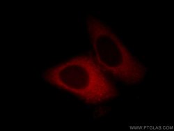 UBA5 Rabbit anti-Human, Mouse, Polyclonal, Proteintech 150 &mu;L; Unconjugated:Antibodies,