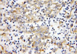 UBA5 Rabbit anti-Human, Mouse, Polyclonal, Proteintech 150 &mu;L; Unconjugated:Antibodies,