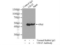 UBA5 Rabbit anti-Human, Mouse, Polyclonal, Proteintech 150 &mu;L; Unconjugated:Antibodies,