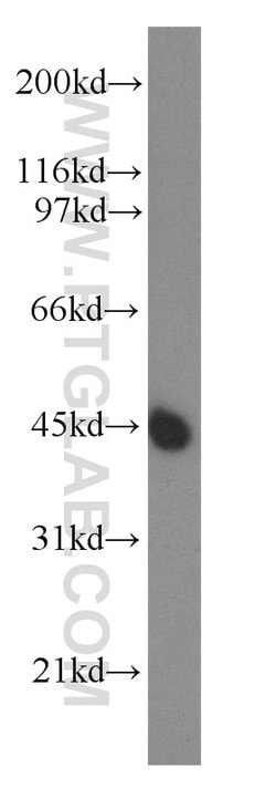 UBA5 Rabbit anti-Human, Mouse, Polyclonal, Proteintech 150 &mu;L; Unconjugated:Antibodies,