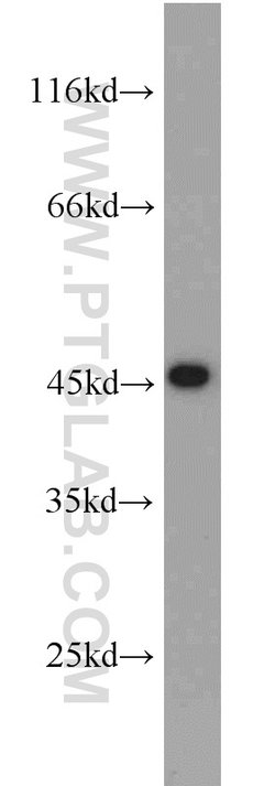 UBA5 Rabbit anti-Human, Mouse, Polyclonal, Proteintech 150 &mu;L; Unconjugated:Antibodies,