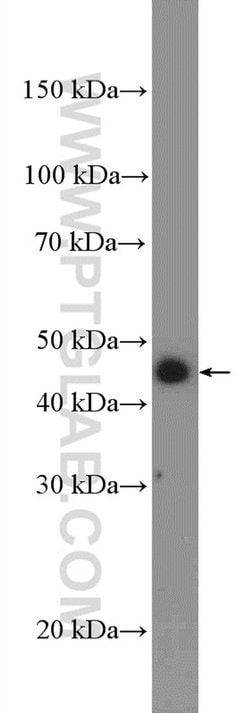 UBA5 Rabbit anti-Human, Mouse, Polyclonal, Proteintech 150 &mu;L; Unconjugated:Antibodies,