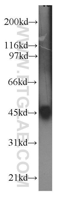 UBA5 Rabbit anti-Human, Mouse, Polyclonal, Proteintech 150 &mu;L; Unconjugated:Antibodies,