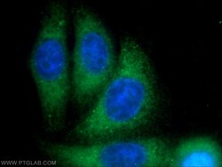 PBXIP1 Rabbit anti-Human, Polyclonal, Proteintech 150 &mu;L; Unconjugated:Antibodies,