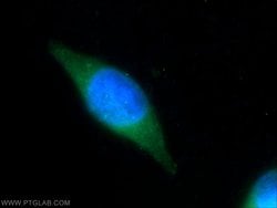 PBXIP1 Rabbit anti-Human, Polyclonal, Proteintech 150 &mu;L; Unconjugated:Antibodies,