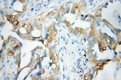 PBXIP1 Rabbit anti-Human, Polyclonal, Proteintech 150 &mu;L; Unconjugated:Antibodies,