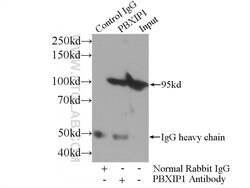 PBXIP1 Rabbit anti-Human, Polyclonal, Proteintech 150 &mu;L; Unconjugated:Antibodies,