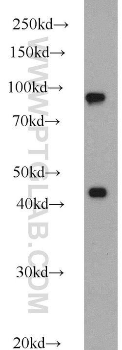 PBXIP1 Rabbit anti-Human, Polyclonal, Proteintech 150 &mu;L; Unconjugated:Antibodies,