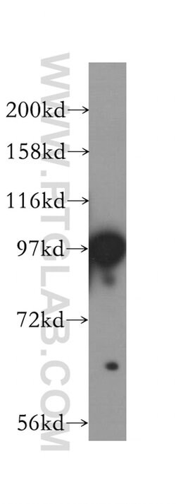 PBXIP1 Rabbit anti-Human, Polyclonal, Proteintech 150 &mu;L; Unconjugated:Antibodies,