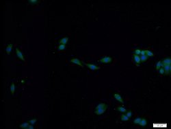 PADI2 Rabbit anti-Human, Mouse, Rat, Polyclonal, Proteintech:Antibodies:Primary