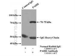 PADI2 Rabbit anti-Human, Mouse, Rat, Polyclonal, Proteintech:Antibodies:Primary