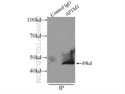 AP1M1 Rabbit anti-Human, Mouse, Rat, Polyclonal, Proteintech:Antibodies:Primary