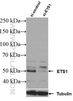ETS1 Rabbit anti-Human, Mouse, Polyclonal, Proteintech:Antibodies:Primary