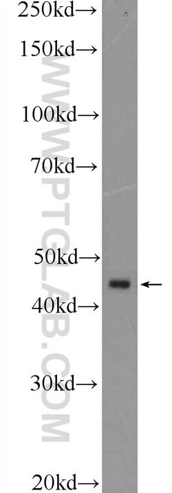 ETS1 Rabbit anti-Human, Mouse, Polyclonal, Proteintech:Antibodies:Primary