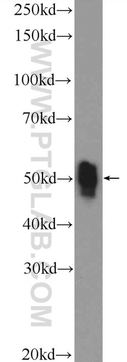 ETS1 Rabbit anti-Human, Mouse, Polyclonal, Proteintech:Antibodies:Primary