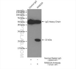 RAB22A Rabbit anti-Human, Polyclonal, Proteintech 150 &mu;L; Unconjugated:Antibodies,