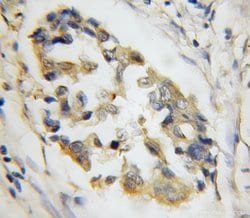 SYTL4 Rabbit anti-Human, Mouse, Rat, Polyclonal, Proteintech:Antibodies:Primary